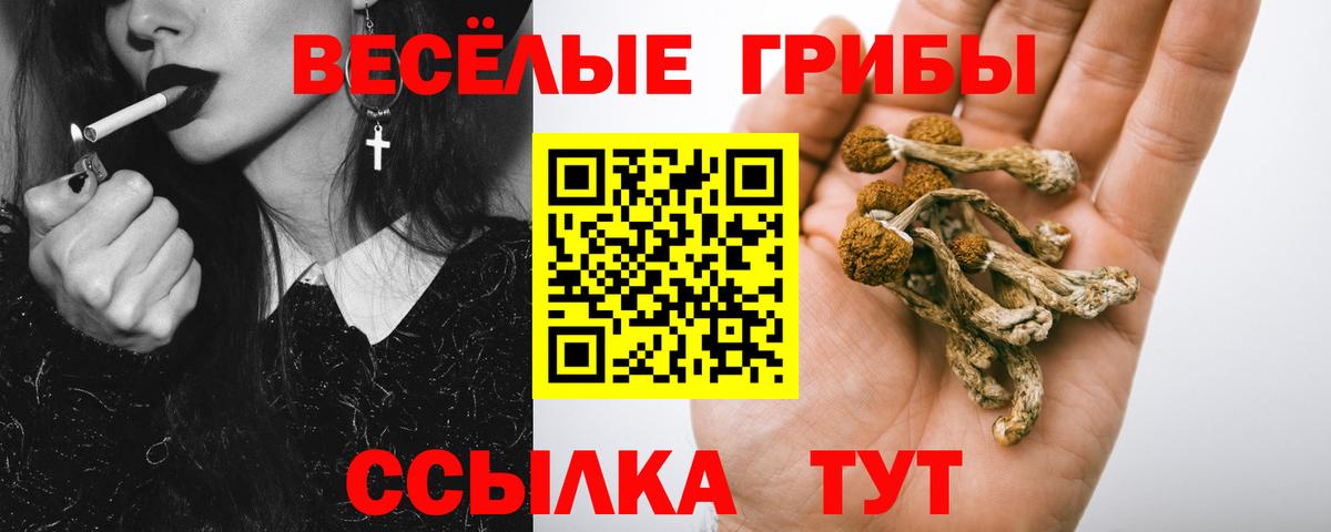 Галлюциногенные грибы Psilocybe Глазов